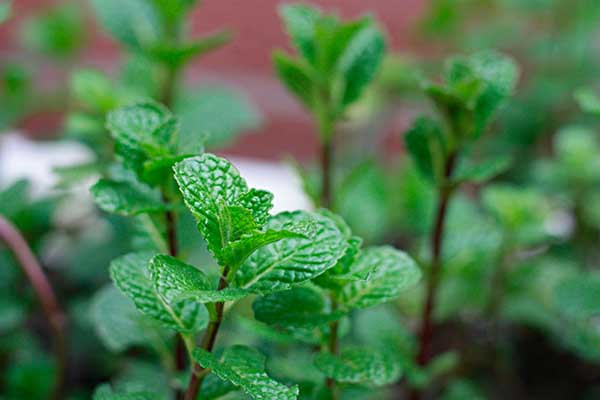 1663667727278257.jpeg 薄荷1.jpeg