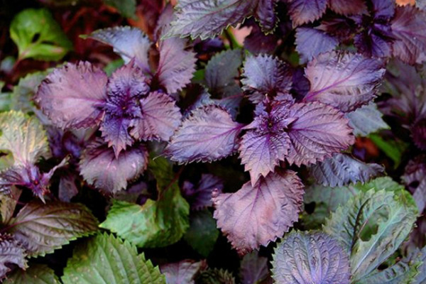 1663667822270139.jpeg 紫蘇3.jpeg