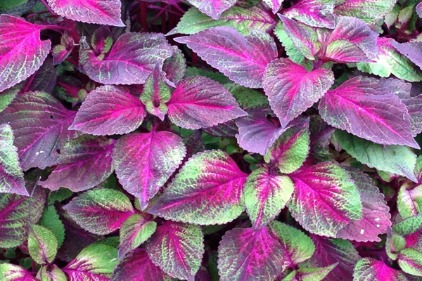 1663667835891055.jpeg 紫蘇1.jpeg