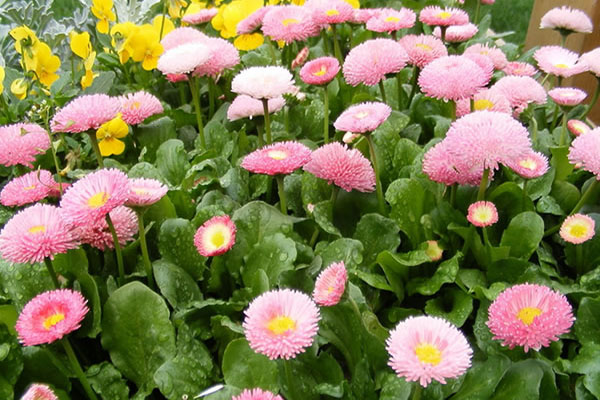 1663670678109306.jpeg 翠菊.jpeg