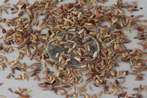 1663670692118824.jpeg 翠菊種子.jpeg