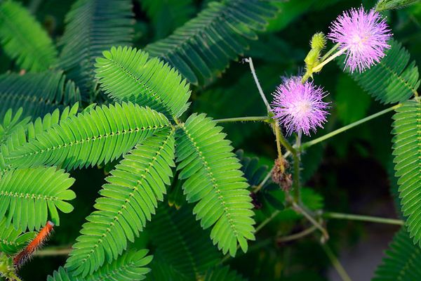 1663670940189029.jpeg 含羞草.jpeg