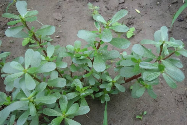 1663680905407794.jpeg 馬齒莧3.jpeg