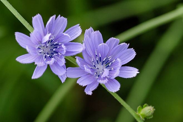 1663681414456289.jpeg 菊苣草3.jpeg