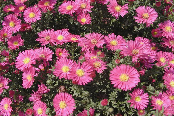 1663681894893932.jpeg 地被菊2.jpeg