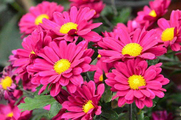 1663681907257134.jpeg 地被菊3.jpeg