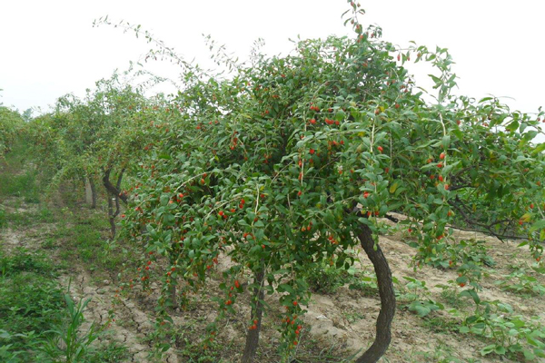 1663683457590127.jpeg 枸杞4.jpeg