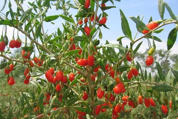 1663683725783417.jpeg 枸杞5.jpeg