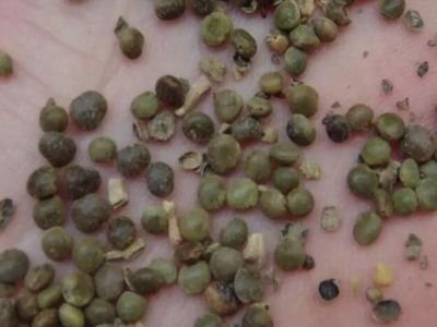 甘草種子哪里有賣