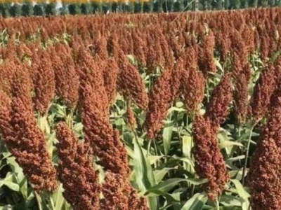 雅津甜高粱種子哪里買