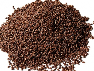 求購黑小麥種子哪個(gè)好