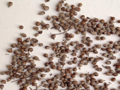 荊條種子什么時候采摘？