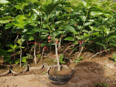 桑樹種子什么時(shí)候種植？