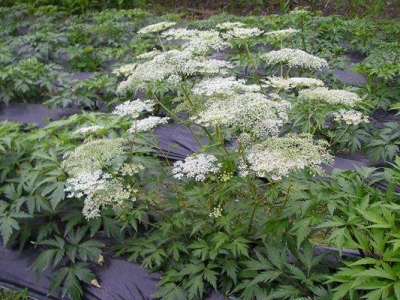 當(dāng)歸種子什么時(shí)候采收？