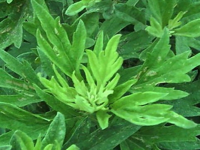 艾草種子什么時候種植？