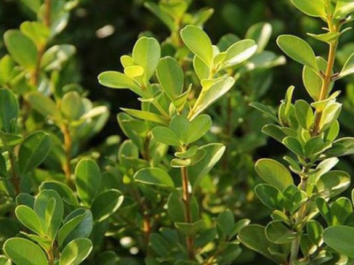 瓜子黃楊種子什么時候采收？