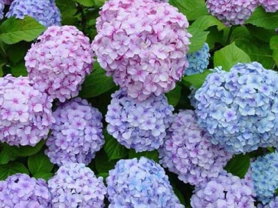 繡球花種子什么時(shí)候種植最好？