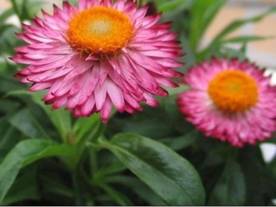 永生菊在播種前需要浸種處理嗎？