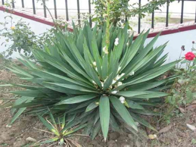 劍麻花期是幾月份？