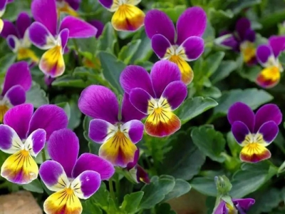 三色堇種子幾天發(fā)芽？