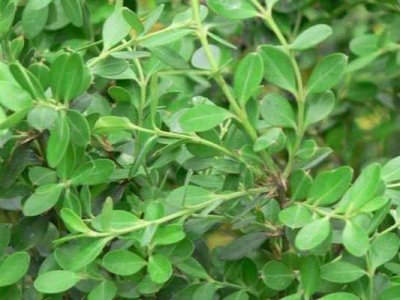 小葉黃楊種子幾天能發(fā)芽？