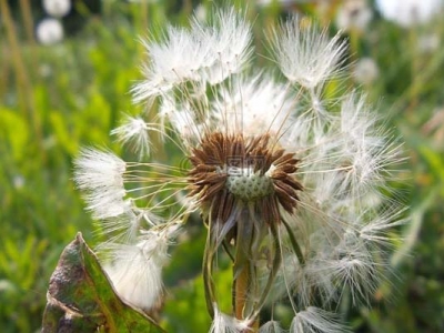 蒲公英種子幾天可以發(fā)芽？