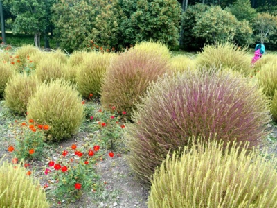 地膚種子幾天發(fā)芽？