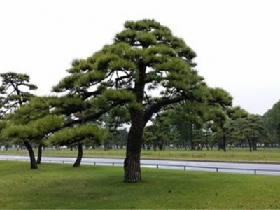 黑松種子幾天發(fā)芽？