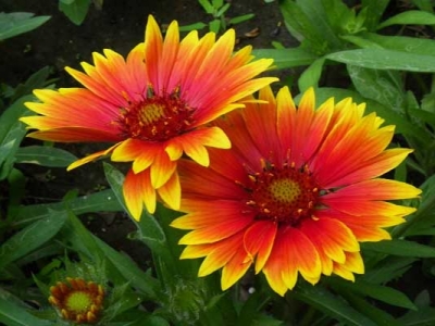 天人菊種子幾天發(fā)芽？