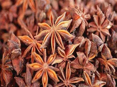 茴香種子幾天發(fā)芽？