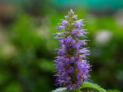 藿香種子種下幾天能出苗？