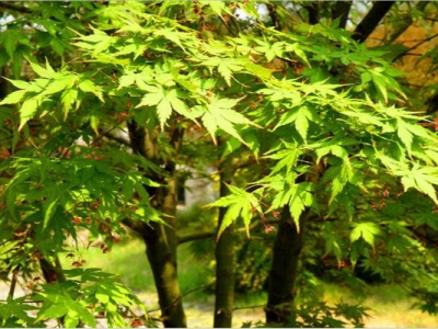 雞爪槭種子幾天發(fā)芽？