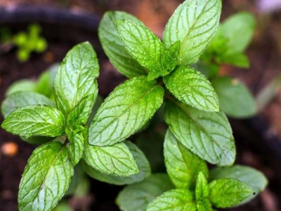薄荷種子幾天發(fā)芽出土？