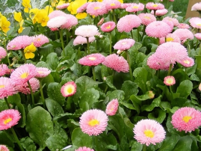  翠菊種子發(fā)芽要幾天？