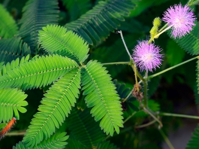 含羞草種子幾天發(fā)芽？