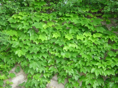 爬山虎種子幾天發(fā)芽？