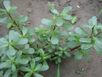 馬齒莧種子幾天能發(fā)芽？