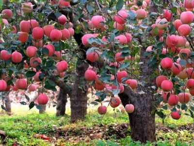 蘋果種子一般幾天發(fā)芽？