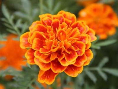 萬(wàn)壽菊種子幾天發(fā)芽？