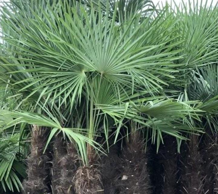 棕櫚樹(shù) 棕櫚樹(shù)