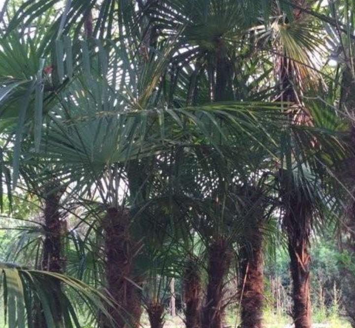 棕櫚樹(shù) 棕櫚樹(shù)