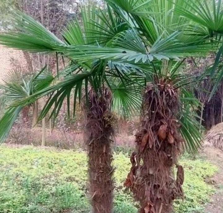 棕櫚樹(shù) 棕櫚樹(shù)