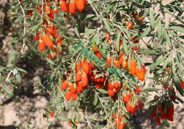 枸杞種子 枸杞種子