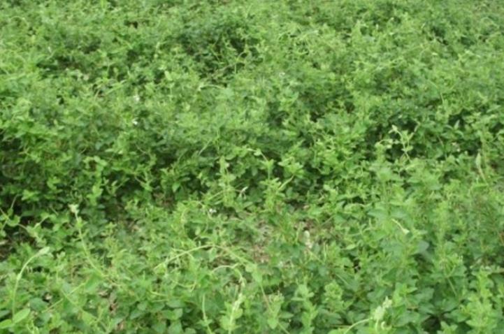 枸杞種子 枸杞種子