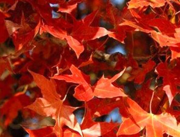 楓樹(shù) 楓樹(shù)