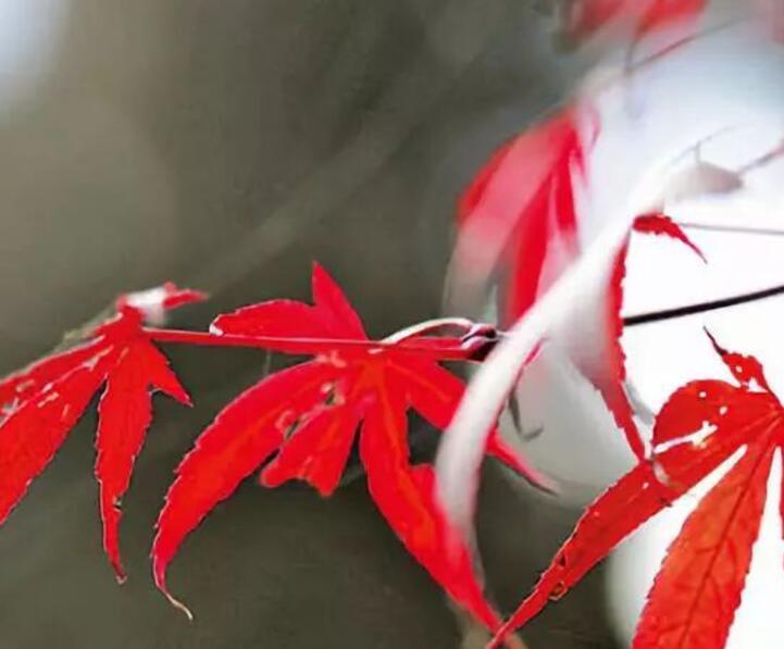 楓樹(shù) 楓樹(shù)