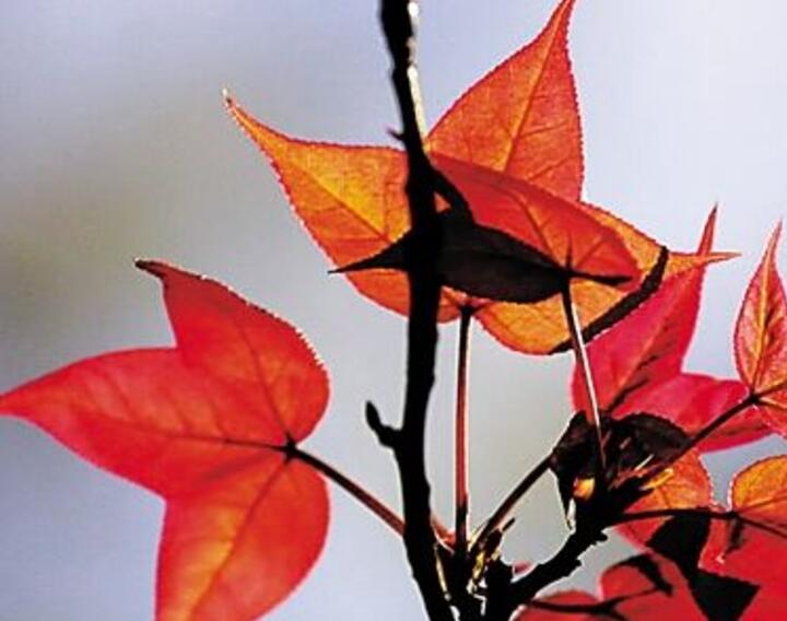 楓樹(shù) 楓樹(shù)