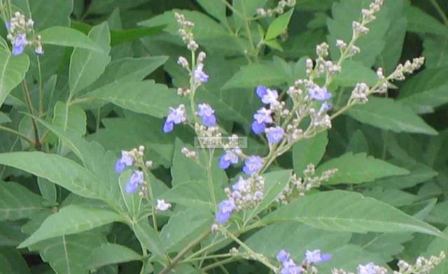 荊條的主要價值以及種植管理技術(shù)介紹 荊條的主要價值以及種植管理技術(shù)介紹