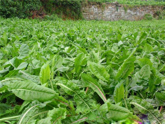 菊苣的主要價值及種植技術(shù)介紹