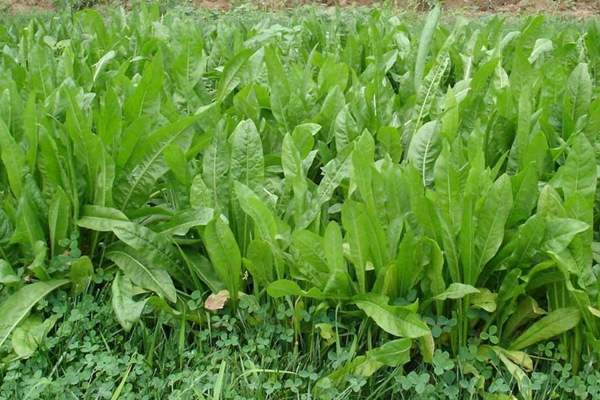 將軍菊苣牧草的優(yōu)缺點(diǎn)有哪些 將軍菊苣牧草的優(yōu)缺點(diǎn)有哪些